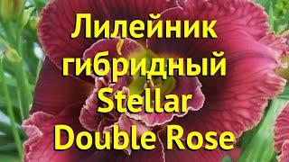 Лилейник гибридный СтелларДаблРоуз. Краткий обзор, описание hemerocallis Stellar Double Rose