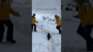 Penguin in snow