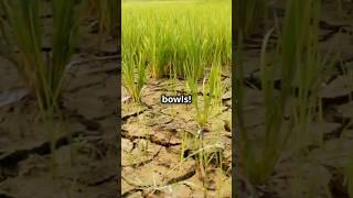 Can We Save Rice from Climate Change? #information #news #currentupdates