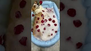 Dogs enjoys bath time #funnyvideos #love #love #pets #dog #dogs #funnydog #funnyanimals