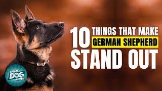 10 Things That Make a German Shepherd Stand Out