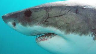 A Great White Can Go Through 20,000 Teeth In Its Lifetime