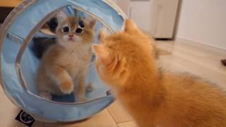 Charo's kittens are crazy about cat tunnels!