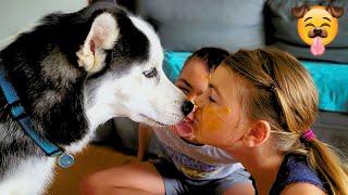 Watch Husky Kissing For Your Daily Dose Of Cute 