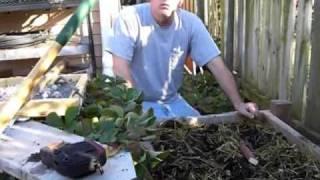 Planting garlic