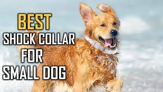 Top 5 Best Shock Collar for Small Dogs Review in 2023 - Waterproof/Rechargeable Collar with Remote