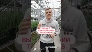 Мифы о выгонке тюльпанов #выгонкатюльпанов #выгонка #тюльпаны