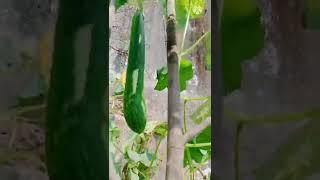 Sponge gourd #gardening#Ashishgardening