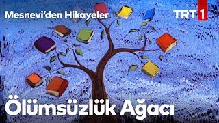 Ölümsüzlük Ağacı | Mesnevi’den Hikayeler 12. Bölüm