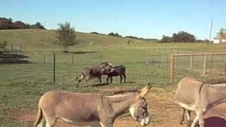 Female miniature donkey in heat "chewing"