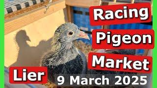 Racing Pigeon Market Lier, Belgium (9 March 2025)