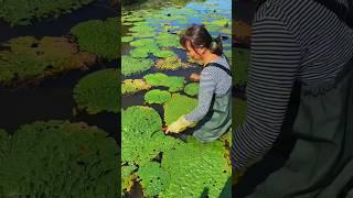 Amazing Natural Gorgon Harvesting & Rural Life | Prickly Water Lily Fruit #satisfying #shorts