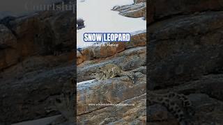 Snow Leopard Courtship & Mating | Winter Expedition Spiti | Nikon India | Wild Wonders Expeditions