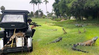 Local Golf Course Hires Us to Bounty Hunt Trespassing Iguanas with Air Guns and Golf Carts!