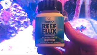 How To Get Rid Of Bad Algae FAST [Reef Flux Review]