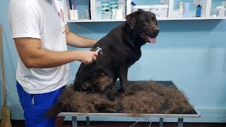 Full Labrador Deshedding Time Lapse