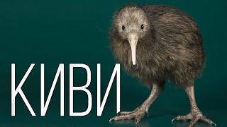 KIWI BIRD: NOT a fruit, but a prehistoric animal with the biggest eggs | Facts about birds