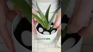 Here's How To Grow Aloe Vera at Home!