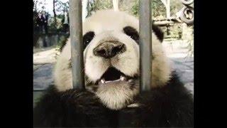 Funny Moments The 20 Cutest Panda GIFs Of All Time