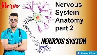 Nervous System Anatomy part 2
