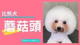 比熊犬 蘑菇頭造型｜凱莉老師 Groomer Kelly｜寵物美容教學｜Bichon Frise Pet Grooming