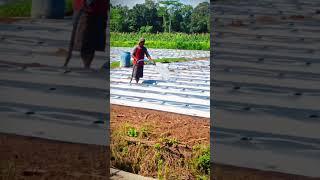 teknik penyiraman lahan pertanian cabe #shorts