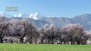 шаҳри Исфара- Тоҷикистон / the city of Isfara - Tajikistan