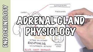 Endocrinology - Adrenal Gland Hormones