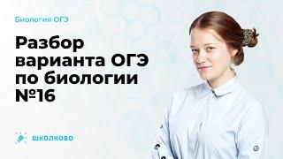 Разбор варианта ОГЭ-2023 по биологии №16