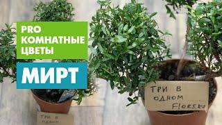 Мирт три в одном - чудо деревце. Комнатное растение миротворец. Еще одно чудо природы.