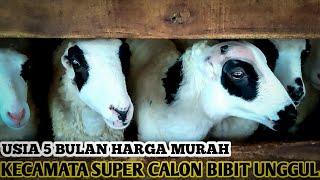 Domba Kecil Usia 5 Bulan Superan | Calon Bibit Unggul #Termurah