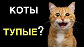 Тупые коты. Топ кошачьего травматизма