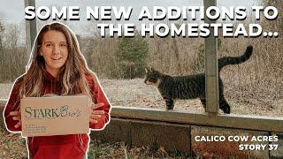 A Citrus Greenhouse & Canning Beans | Our 8 Acre Homestead