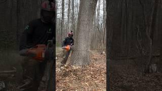 Dropping Red Oak Pole With Husqvarna 592 ￼XP #treelife #lumberjacks #arborist #arbortech #husqvarna