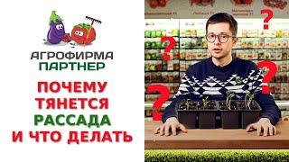 ПОЧЕМУ ТЯНЕТСЯ РАССАДА И ЧТО ДЕЛАТЬ