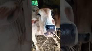 #sorts #music #cow #sapimakan #animalsong #animals #sapilucu #cowsong #farming