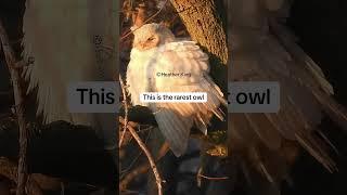 The rarest owl I have ever photographed with Nikon p1100 #owlphotography #owl #owllovers