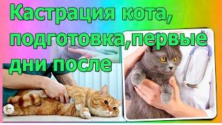 Кастрация кота.  Первые  дни после операции.