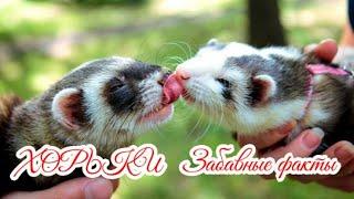 ХОРЬКИ Забавные факты FERRETS Fun Facts