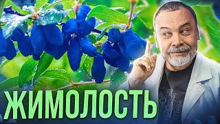 ЖИМОЛОСТЬ Ягода здоровья и вечной молодости. / в чем польза жимолости / Противопоказания /