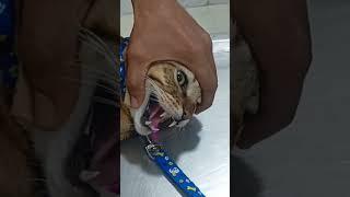 Cute Cat's reaction in veterinary Hospital after watching his doctor ( Hate the Injection)