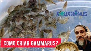 Cómo criar Gammarus?