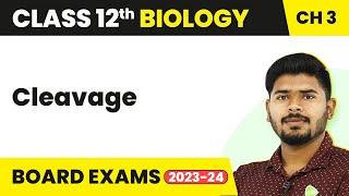 Cleavage - Human Reproduction | Class 12 Biology (2022-23)