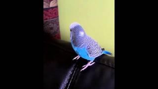 Ponty the budgie chilling and chirping