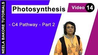 Photosynthesis | NEET | C4 Pathway - Part 2 | Neela Bakore Tutorials