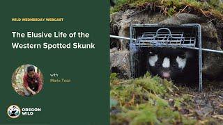 Webcast: The Elusive Life of the Western Spotted Skunk