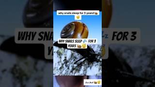 Why Snails Sleep  for 3 Years  #shortsfeed #wildfacts