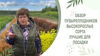 Обзор пузыреплодников | высокорослые сорта | лучшие для посадки