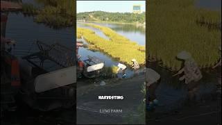 How the Chinese Grow Rice on Rivers #rice #farming #shorts #lumifarm