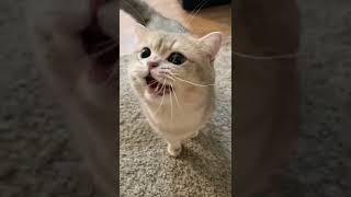 With a loud bang, a little black piggy meowing loudly appeared.